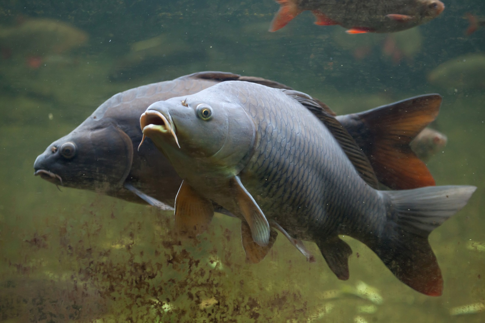 Osmoregulation: Wie trinken Fische Wasser? Osmoregulation: Wie trinken Fische Wasser?